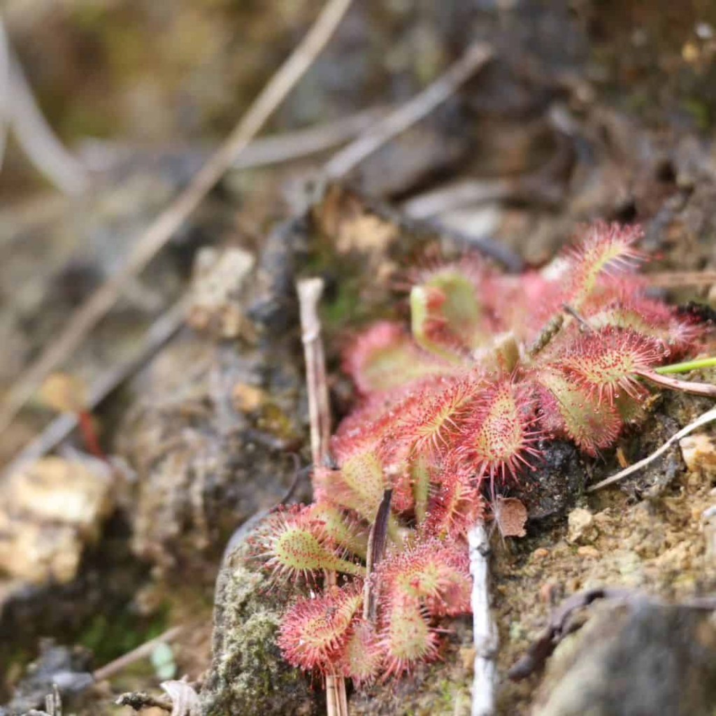 Imagem mostrando a Drosera spatulata em cultivo, com foco em sua beleza e características únicas.