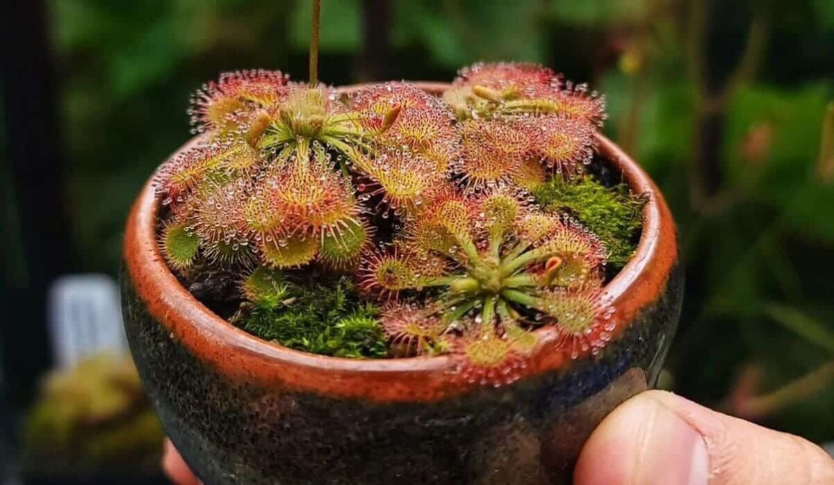 Imagem da Drosera spatulata, planta carnívora conhecida como planta de orvalho do sol.