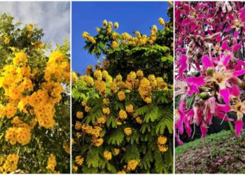 Cuidados Essenciais para Cultivar a Thunbergia Alata com Sucesso 1 Guia completo de cultivo e manutenção.