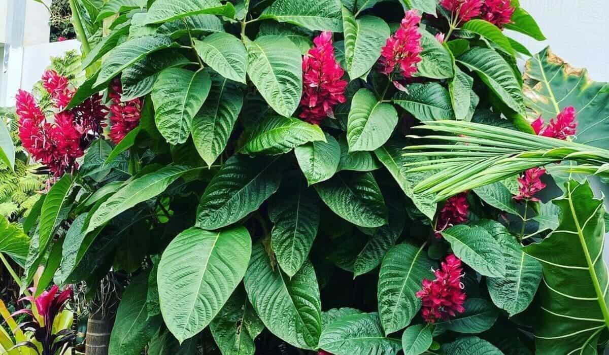 Como cultivar hortênsias e entender suas variações de cor 1 Capa do artigo sobre capota vermelha, uma planta encantadora.