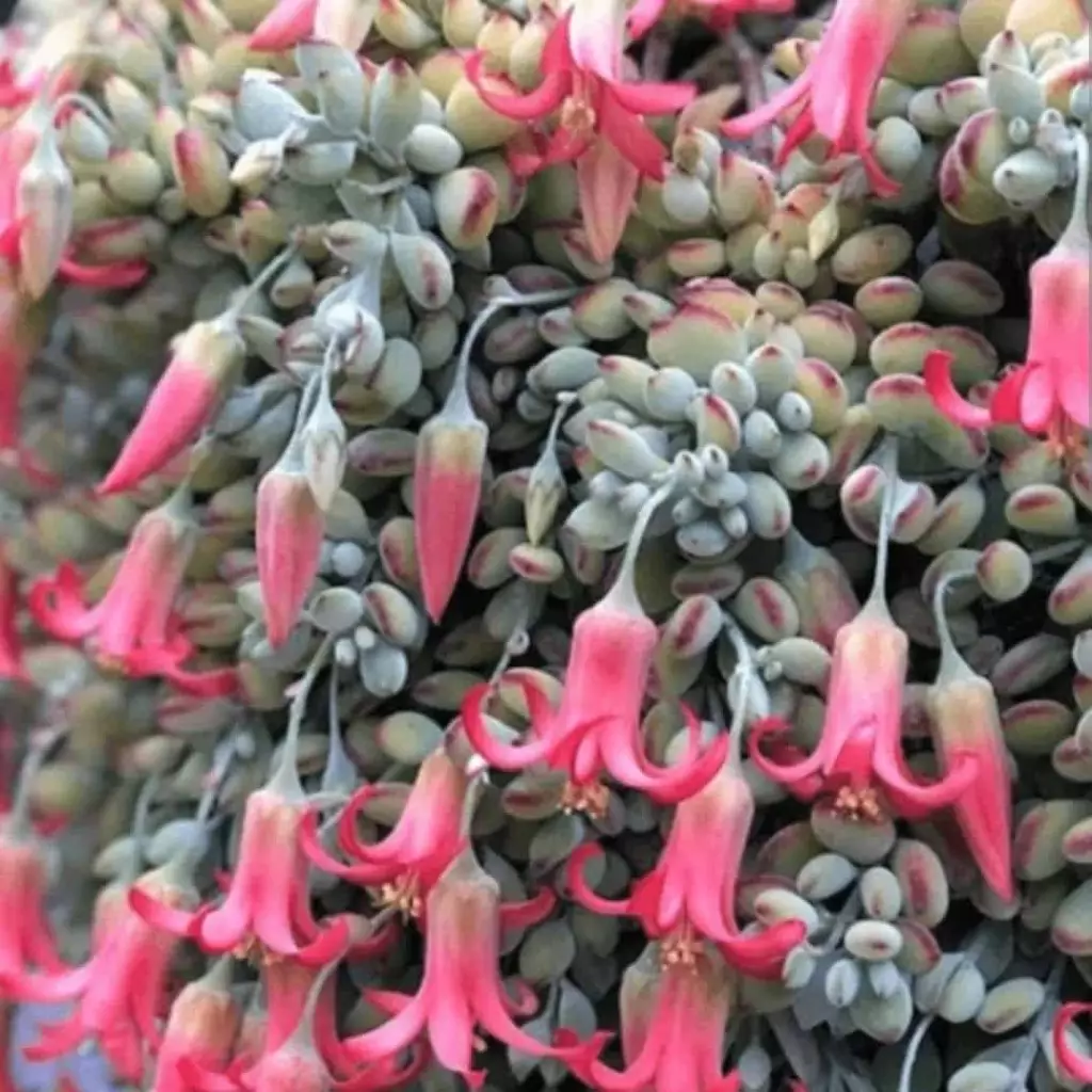 Conheça a Cotyledon Pendens: A Suculenta Pendente e Seu Encanto Natural 5 Imagem de uma Cotyledon pendens em close, destacando suas flores vibrantes.