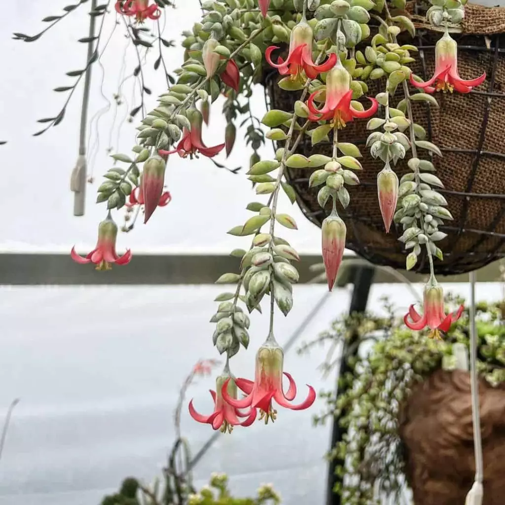Conheça a Cotyledon Pendens: A Suculenta Pendente e Seu Encanto Natural 7 Imagem que mostra a Cotyledon pendens em um vaso, evidenciando sua forma pendente.