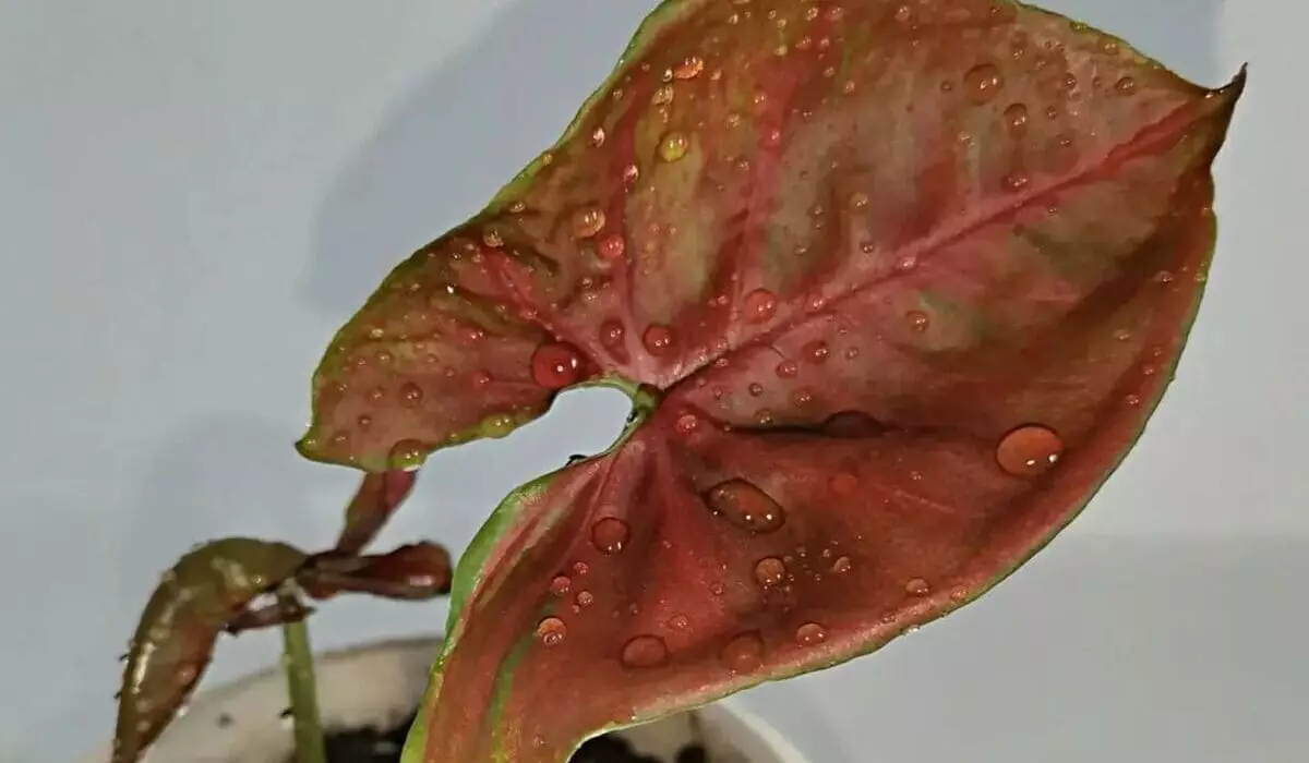Cuidados Essenciais para Cultivar Samambaia Paulistinha com Sucesso 1 Capa do artigo sobre Filodendro Roxo