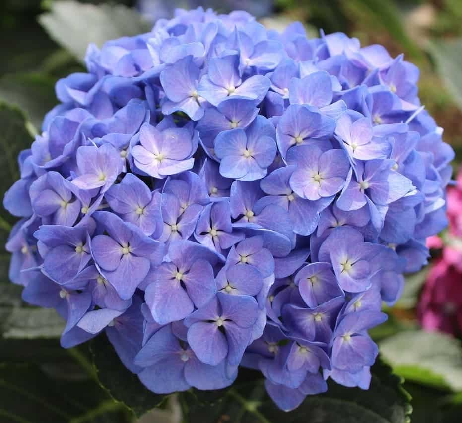 Como cultivar hortênsias e entender suas variações de cor 5 Imagem da hortênsia, destacando suas flores e folhas. Mais uma representação da incrível planta.