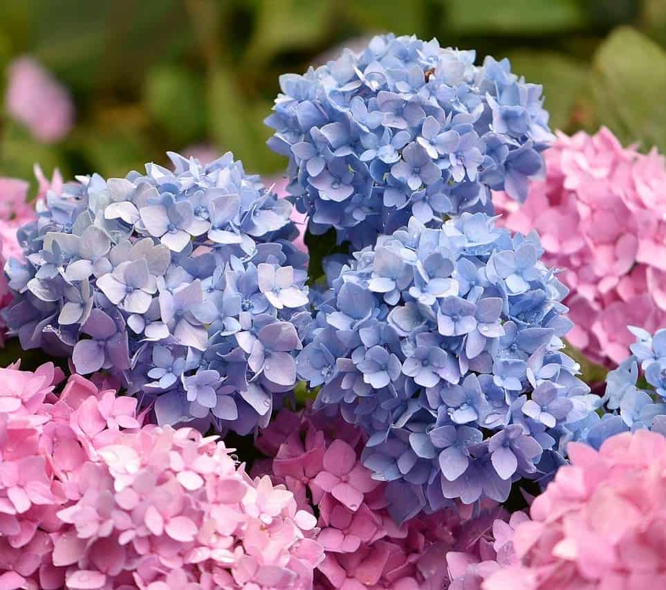 Imagem de hortênsia destacando o formato das flores.