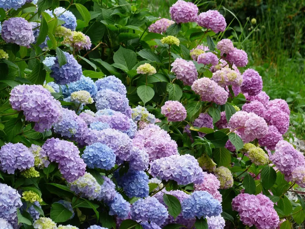Como cultivar hortênsias e entender suas variações de cor 7 Flores de hortênsia em um arranjo, evidenciando sua delicadeza e cores.