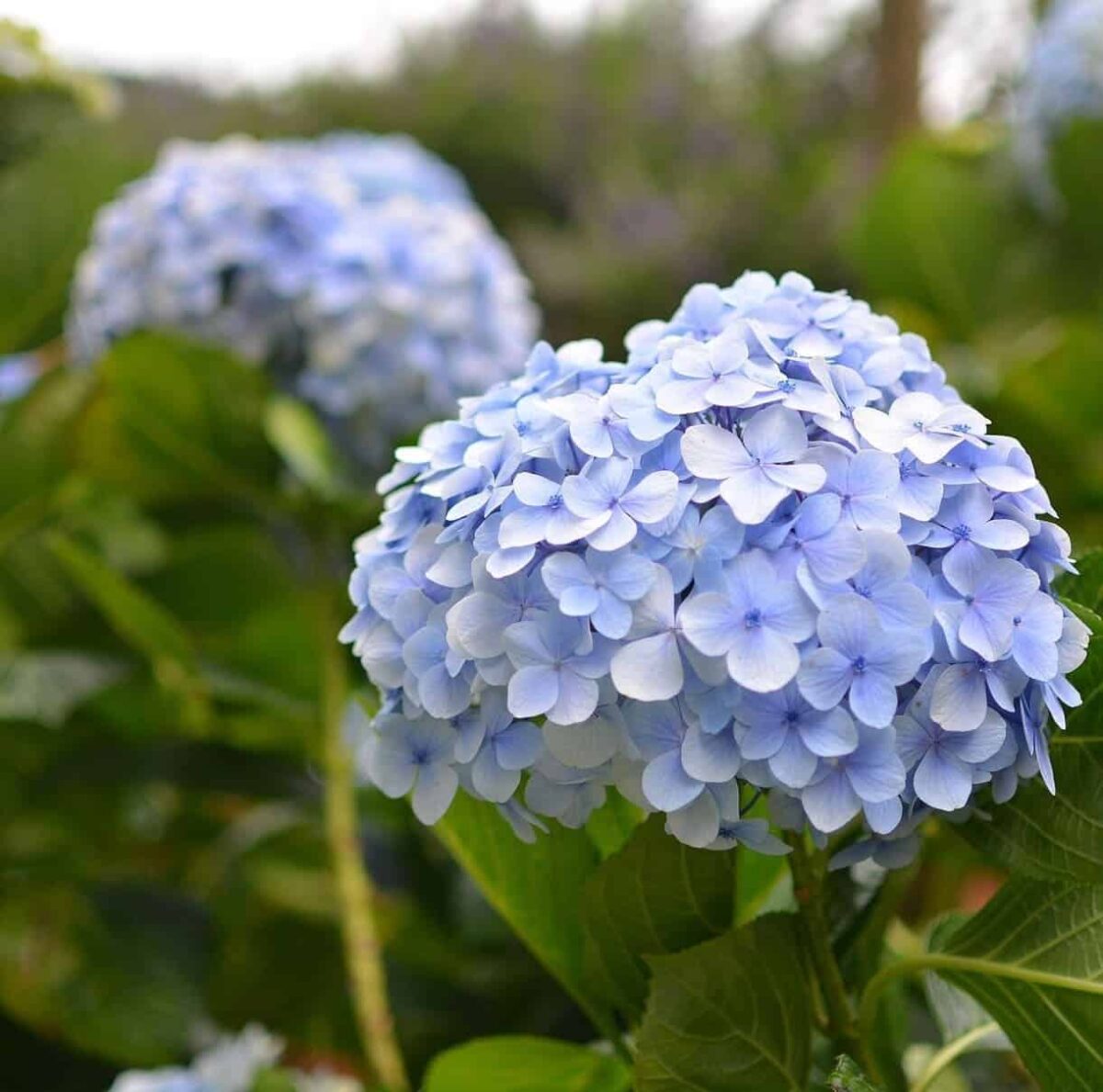 Como cultivar hortênsias e entender suas variações de cor 3 Capa do artigo sobre como cultivar a hortênsia, mostrando sua beleza e exuberância.