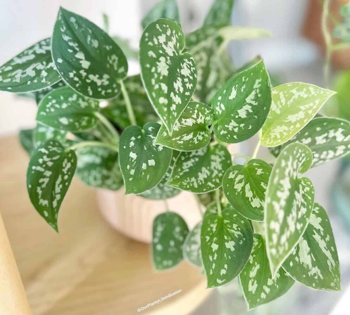 Dicas Essenciais para Cuidar da Jibóia-Prateada 3 Imagem da jibóia-prateada, uma planta tropical de folhas com variações de verde e manchas prateadas.