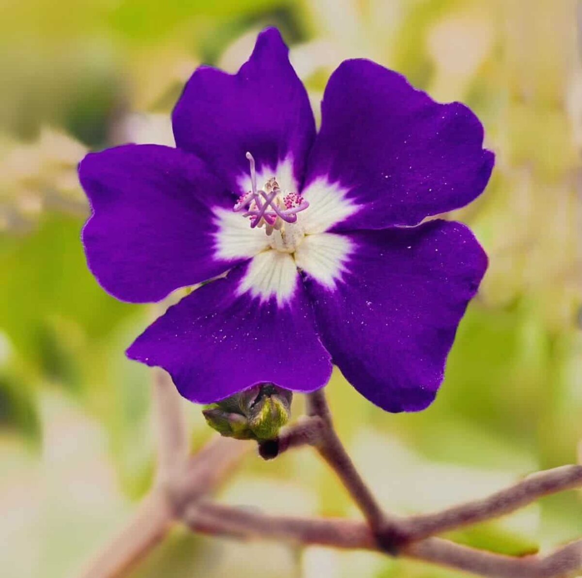 A Orelha-de-onça (Pleroma heteromallum) é uma planta que encanta com suas flores roxas, que lembram as orelhas de um felino selvagem, e por sua folhagem verde-escura e brilhante.