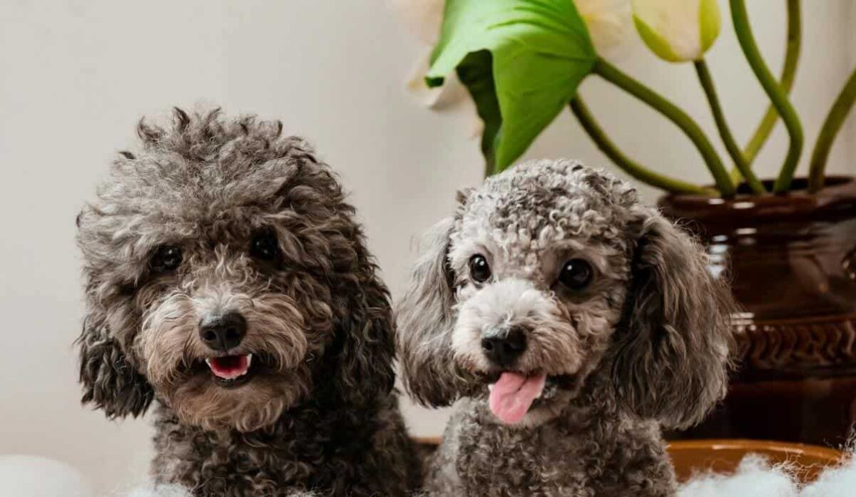 Seis Plantas Seguras para Ter em Casa com Cães e Gatos 3 Imagem apresentando um conjunto de plantas que são seguras para animais de estimação.