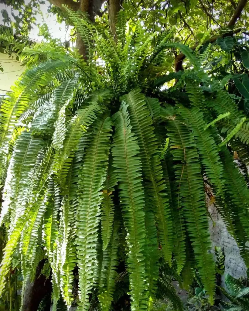Cuidados Essenciais para Cultivar Samambaia Paulistinha com Sucesso 5 Imagem da Samambaia Paulistinha em close