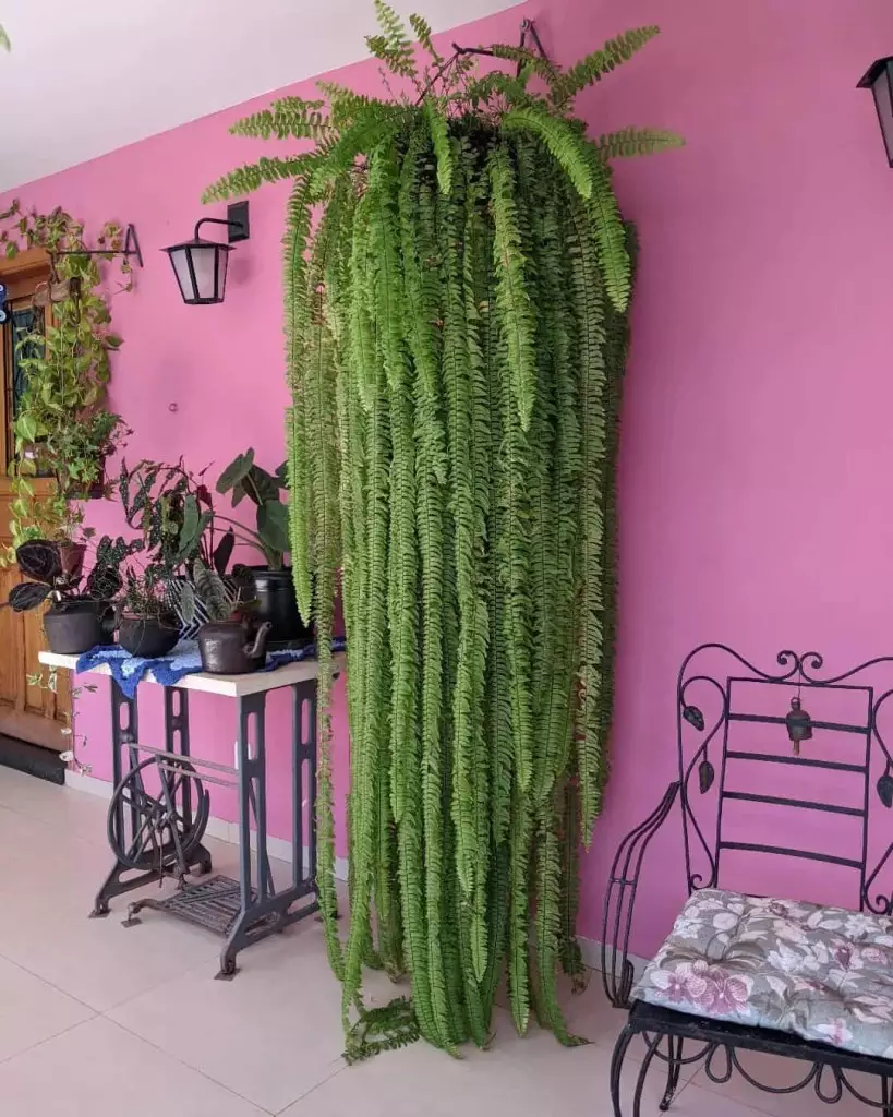 Cuidados Essenciais para Cultivar Samambaia Paulistinha com Sucesso 7 Imagem da Samambaia Paulistinha em ambiente