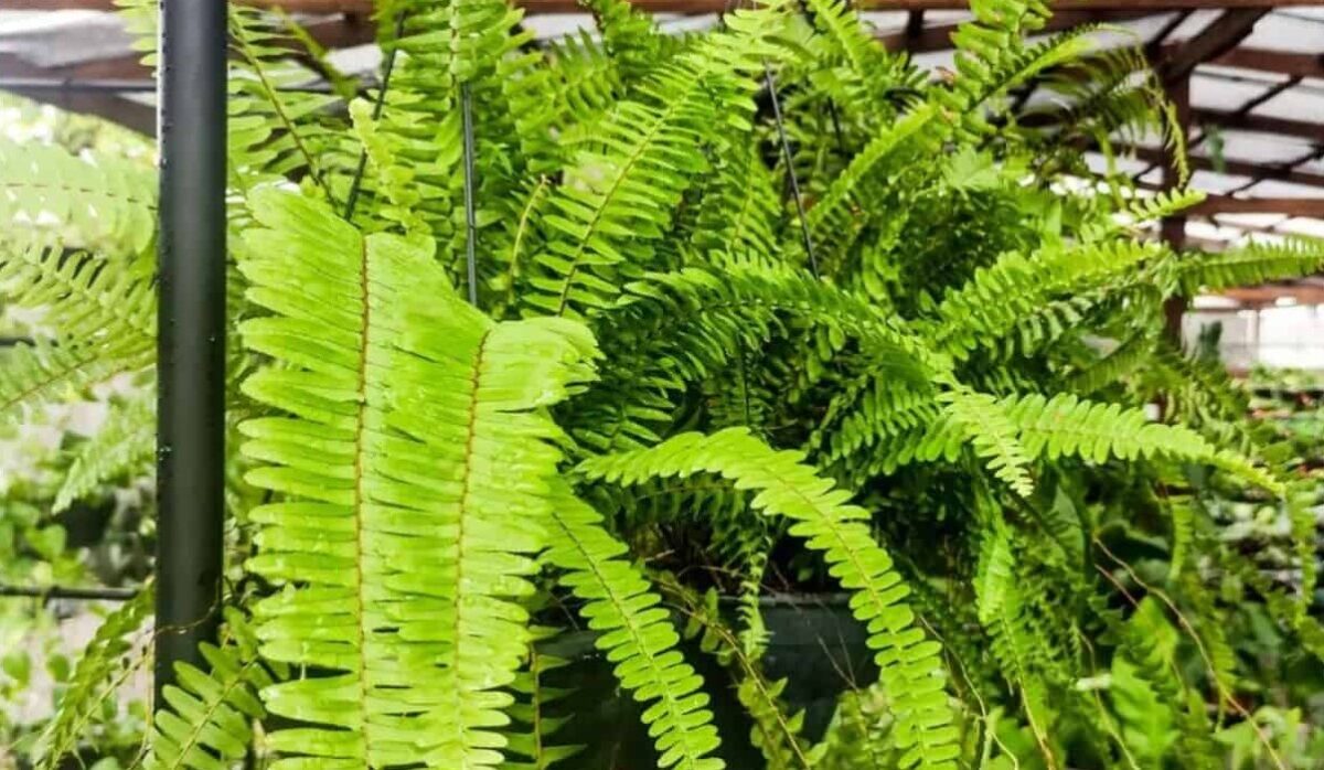 Cuidados Essenciais para Cultivar Samambaia Paulistinha com Sucesso 3 Capa do artigo sobre Samambaia Paulistinha