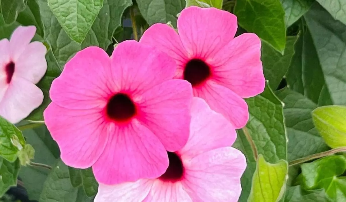 Cuidados Essenciais para Cultivar a Thunbergia Alata com Sucesso 3 Suzana-dos-olhos-negros