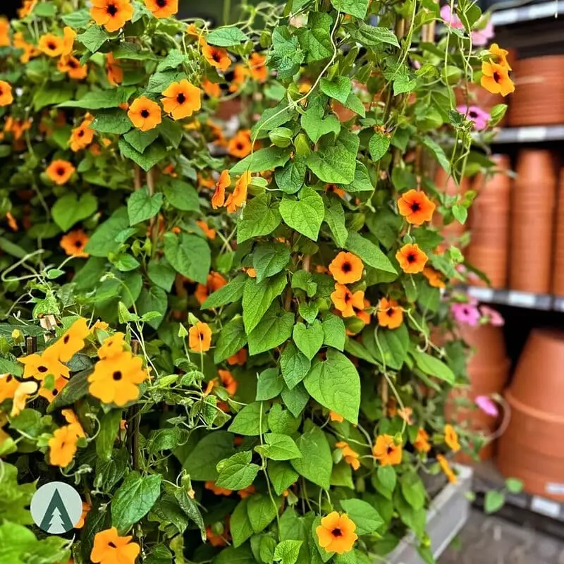 Cuidados Essenciais para Cultivar a Thunbergia Alata com Sucesso 5 Planta trepadeira popular nos jardins