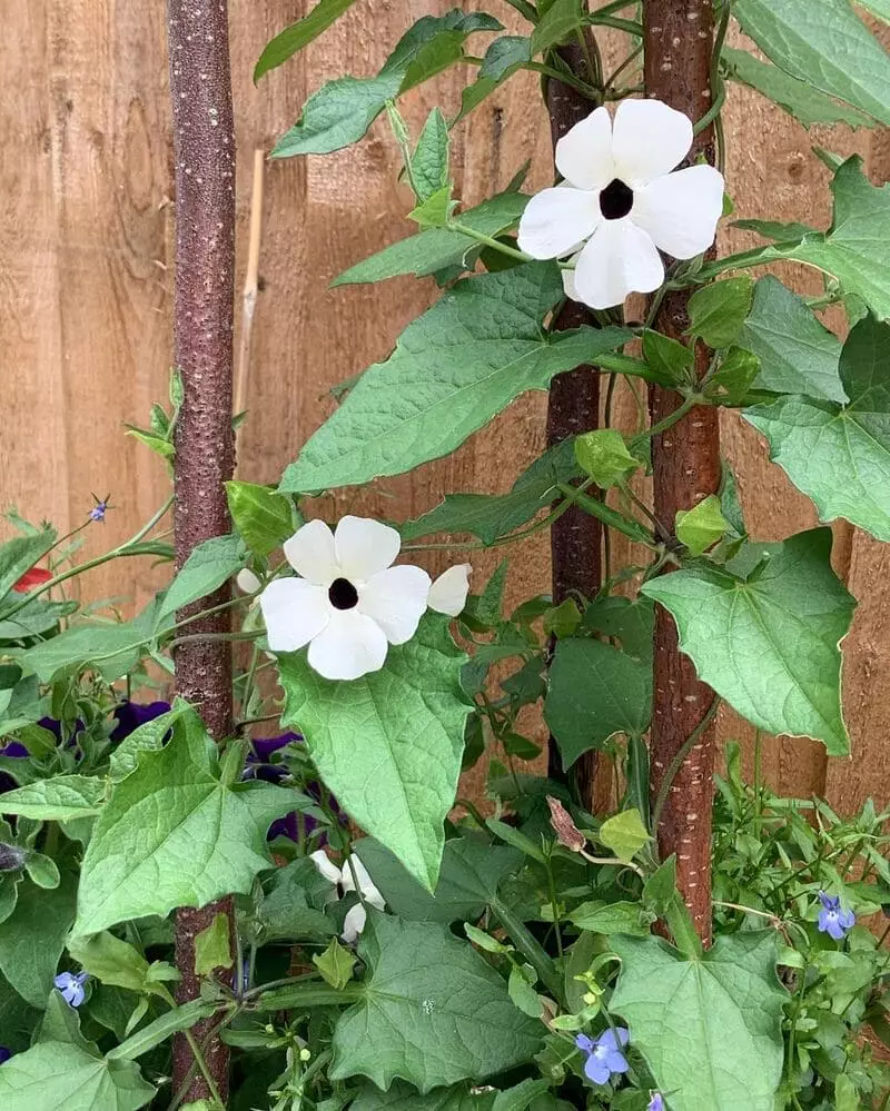 Cuidados Essenciais para Cultivar a Thunbergia Alata com Sucesso 7 Sara, a jardineira, mostrando uma planta em um vaso.