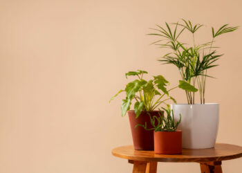 Cuidados Essenciais para Cultivar Samambaia Paulistinha com Sucesso 10 Trio de plantas fáceis de cuidar