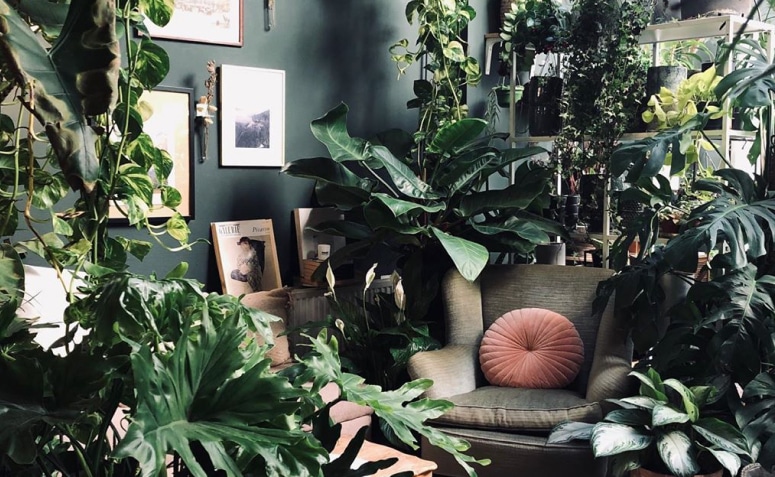 Dicas para Transformar sua Casa em uma Urban Jungle Aconchegante 3 Imagens de uma selva urbana