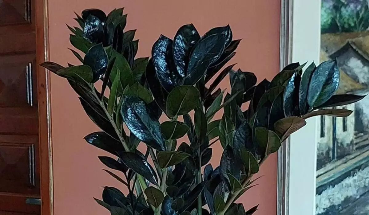 Explore a Singularidade e o Encanto da Zamioculca Preta 3 A zamioculca preta caiu nas graças dos jardineiros de plantão, por ser uma planta ornamental fácil de cuidar e que fica bem em qualquer ambiente.